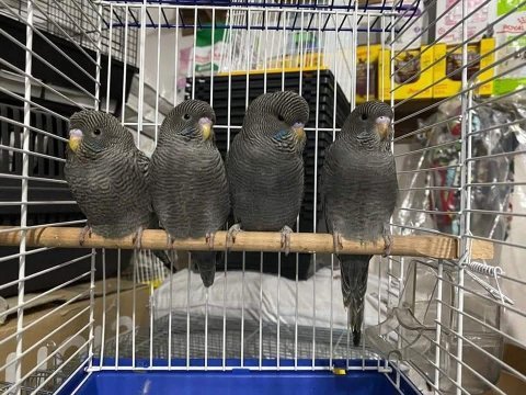 Blackface takım ve yavru muhabbet kuşlar