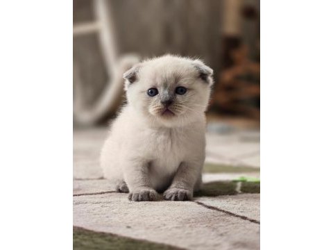 2 adet scottish fold yavrumuz yeni yuvasına hazır
