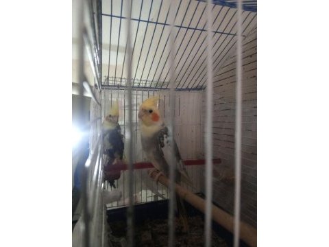 Yavru ve konuşan sultan papağanı