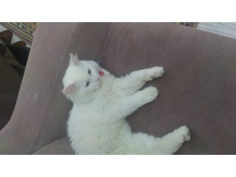 Beyaz 3 yaşında kısır çipli akıllı sakin bir oğlan kedimiz