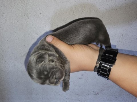 Cane corso blue ve siyah yavrularımız rezerve açılmıştır