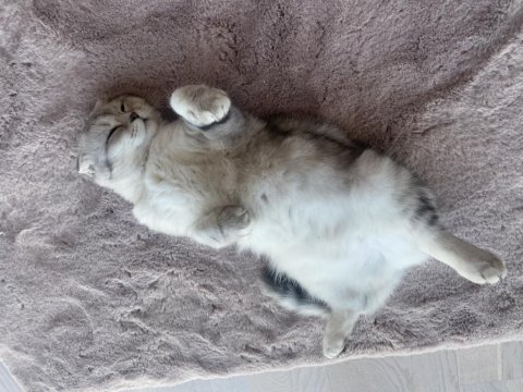 Adı luna çok tatlı ve sakin bir scottish fold