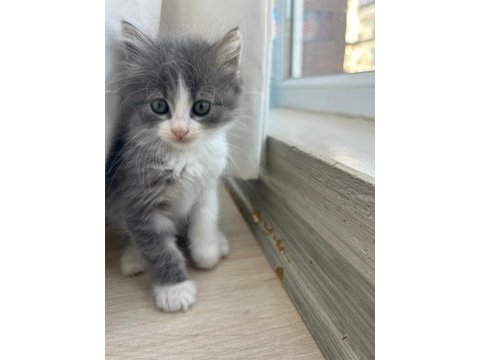 Gri uzun tüylü dişi 1,5 aylık sevimli yavru kedimiz