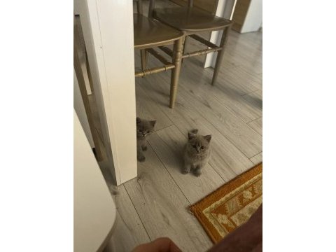 British shorthair dişi 1 aylık