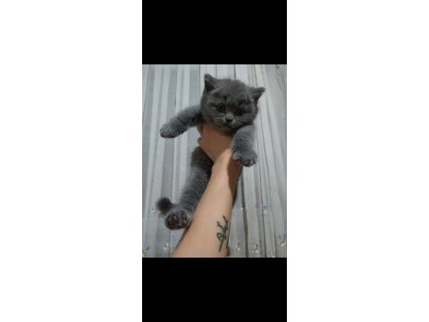 British shorthair yavrularımız