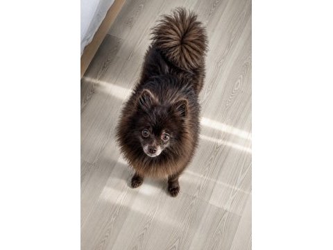 Pomeranian çikolata yetişkin dişi en uygun