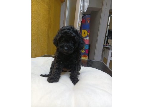 Poodle ve maltipoo yavrularımız yeni yuvasını arıyor