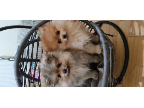 Pomeranian dişi erkek bebek