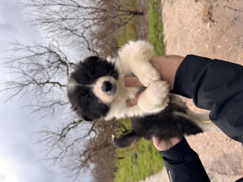 En zeki ırk border collie bebekler