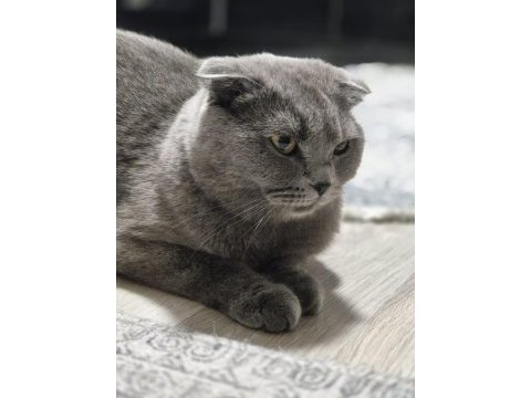 Scottish fold 2 yaşında ücretsiz sahiplendirilecektir
