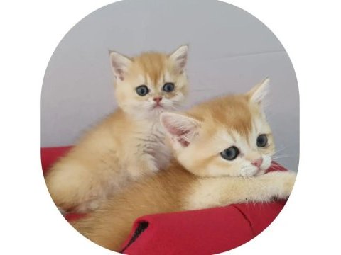 Show kalite british shorthair golden by11 by12 yavrular