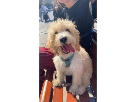 Güzel maltipoo oğluma yuva arıyorum