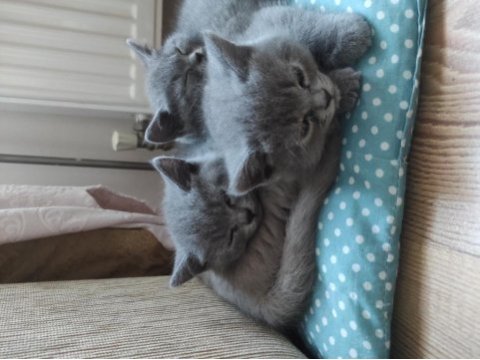 26 eylül 2023 doğumlu 4 adet yavru british shorthair