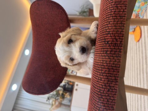 Maltipoo bebeğim