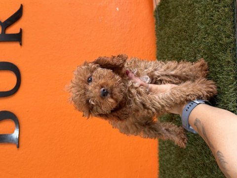 Antialerjik tüy yapısına sahip toy poodle