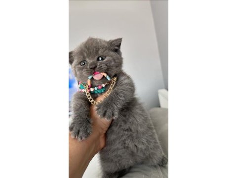 Yavru scottish fold