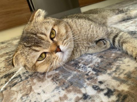 Scottish fold kırık kulak kedi
