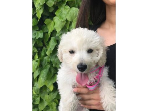 4 aylık maltese terrier çipli kaçmazzz