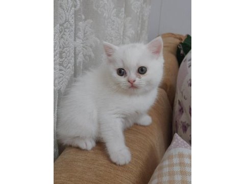British shorthair pamuk şekerim