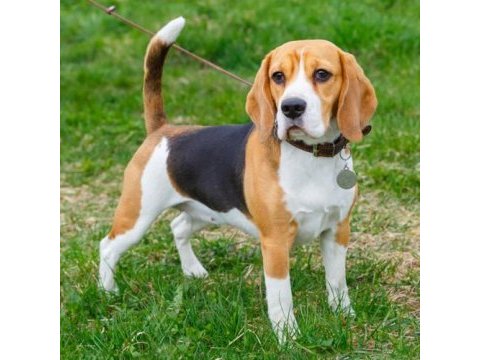 Akkuş üretim çiftliğinden beagle yavruları