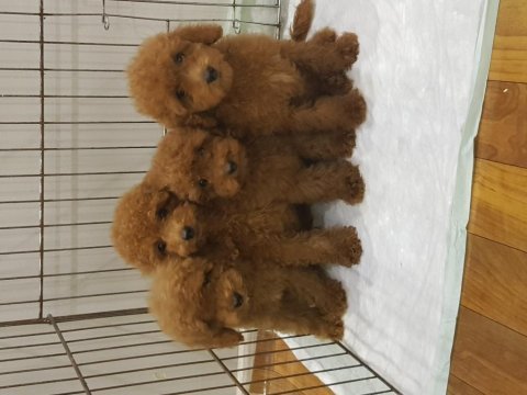 Müthiş uygun fiyatlara orjinal toy poodle yavrular