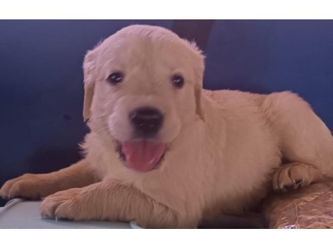 Safkan golden retriever yavrularımız