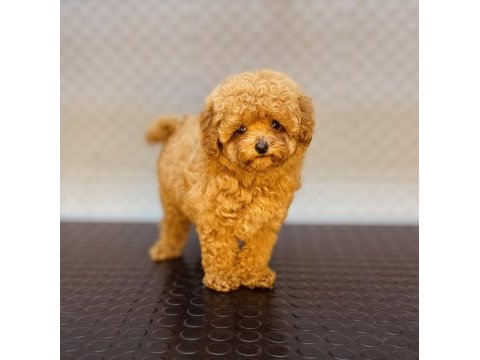 Dişi ve erkek toy garantili poodle yavrularımız