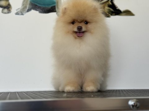 Fcı export sçr belgeli pomeranian boo yavrumuz