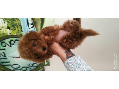 Dişi toy poodle