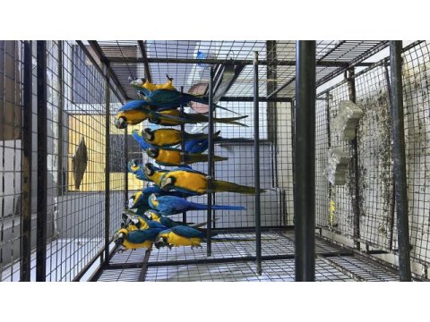 Macaw papağanları