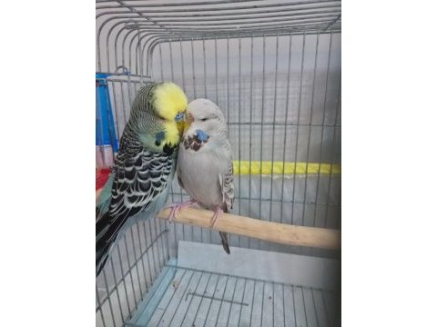 Hazır genç takım muhabbet kuşu