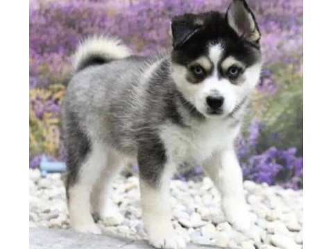 Husky aa kalite köpekler