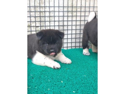 Orjinal amerikan akita yavrular