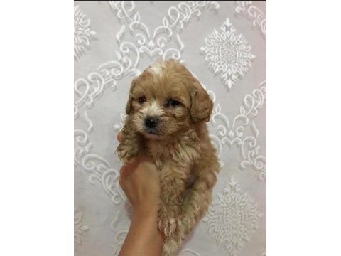 Ev doğumlu ırk sağlık garantili maltipoo bebek