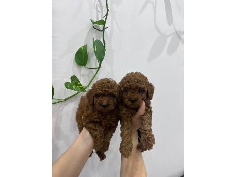 Korekan poodle bebeklerimiz