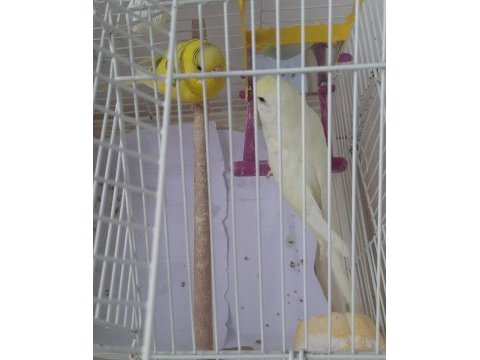 Muhabbet kuşlar