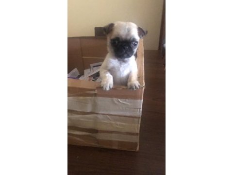Dişi pug