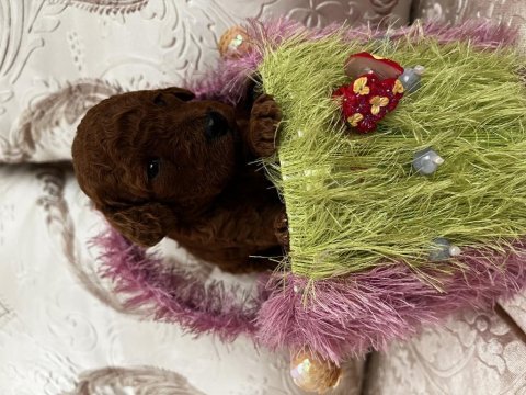 Toy poodle red brown safkan şecereli