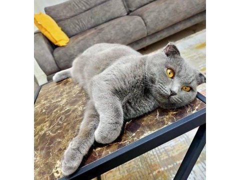 Sahiplendirilecek scottish fold