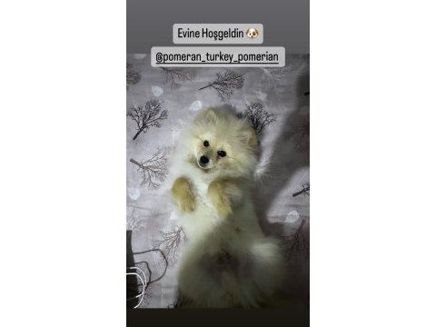 5 aylık pomeranian boo