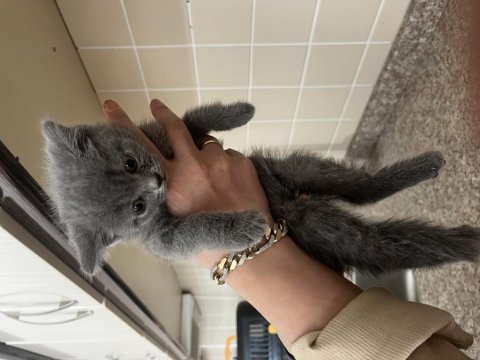 2 aylık bebek british shorthair yavrular