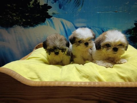 Efsane shih tzu yavrularım