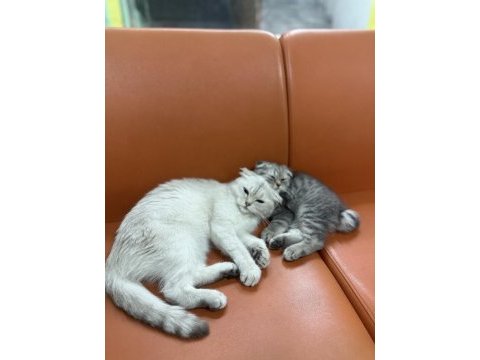 Ücretsiz sahiplendirme scottish fold