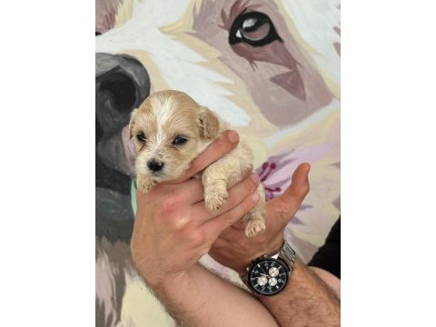 Maltipoo bebeklerimiz
