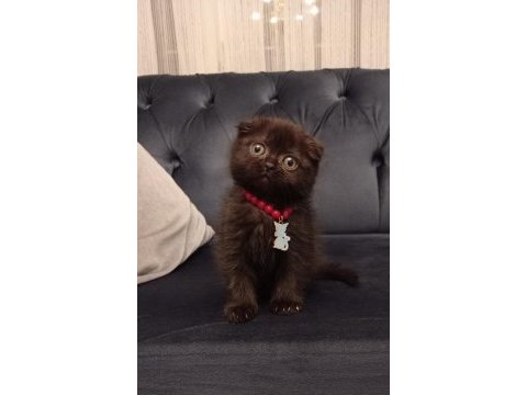 2 aylık bitter çikolata sıfır kulak scottish fold