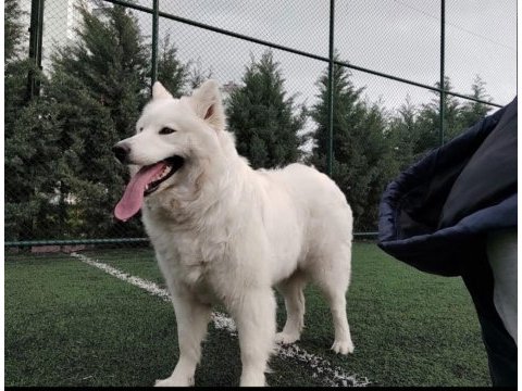 3 yaşında eğitimli dişi samoyed