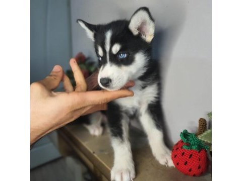 Safkan husky yavrularım
