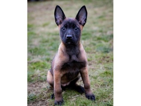 Belçika malinois yavruları
