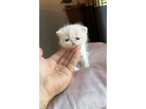 Safkan şecereli exotic shorthair dişi yavrum.
