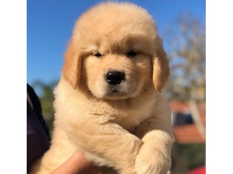 Golden retriever köpekleri puppy